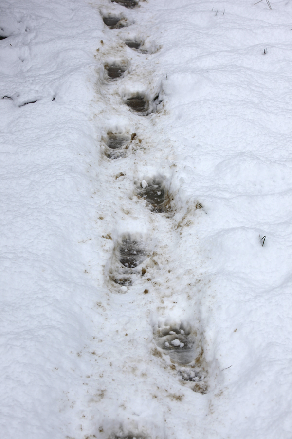 Rastro de oso en la nieve